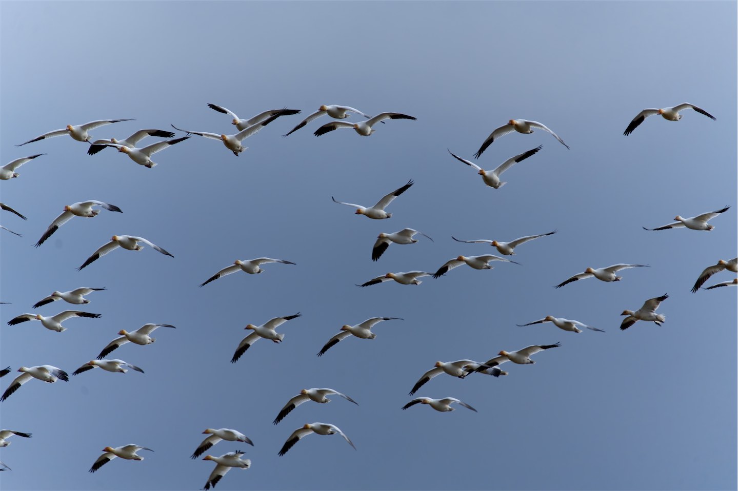 Snow Geese 2 0203